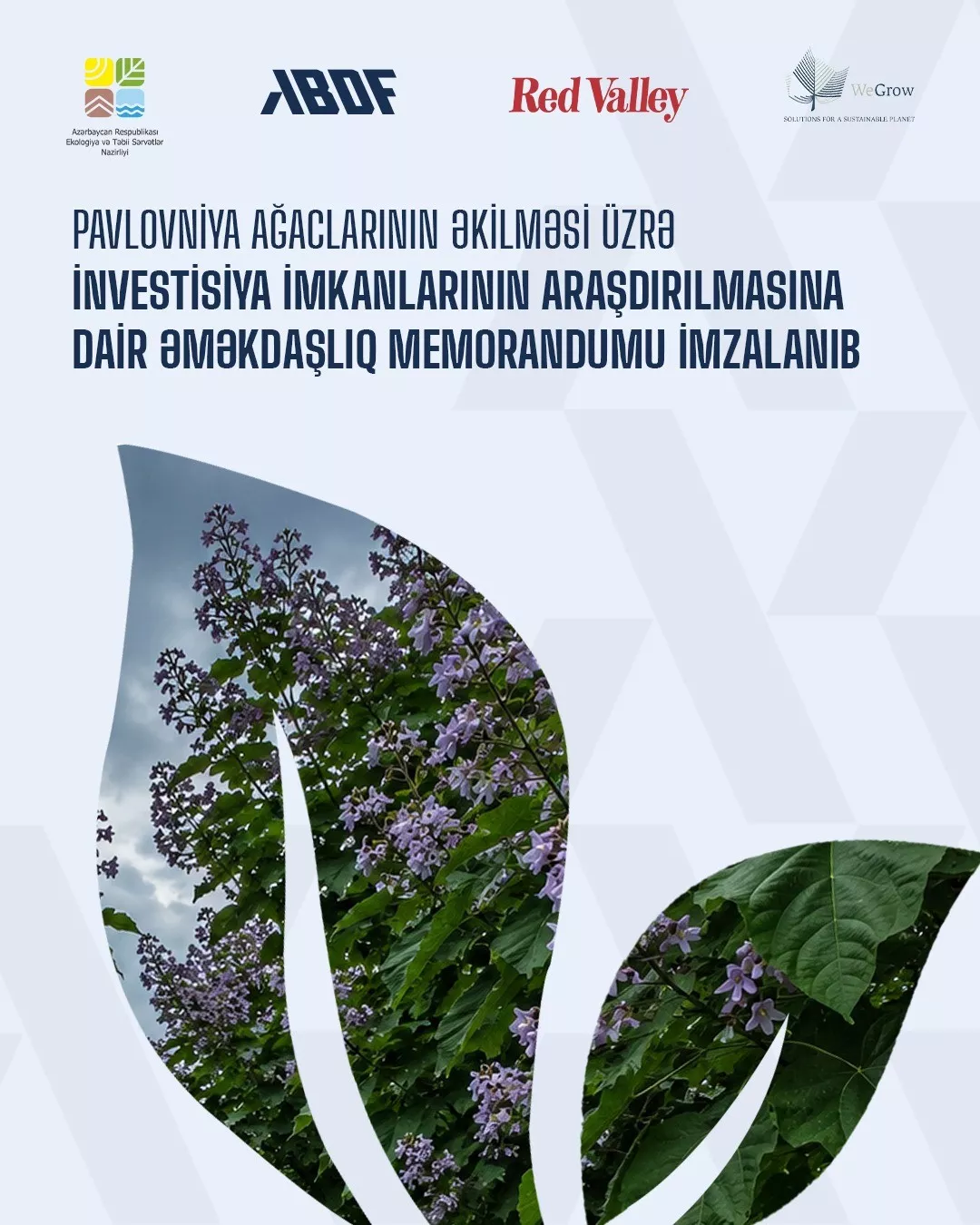 Azərbaycanda pavlovniya ağaclarının əkilməsi üzrə investisiya imkanlarının araşdırılmasına dair əməkdaşlıq memorandumu imzalanıb